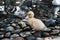 Cute small yellow duckling at a pond. Walking on stones looking funny. Locked up in a zoo behind a green fence. Little sad fluffy