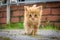Cute small yellow kitten with blue eyes. Portrait of tabby cat. Street cat and lifestyle concept. Cat looking the camera