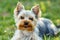 Cute small yorkshire terrier