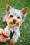 Cute small yorkshire terrier