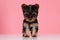 Cute small yorkshire terrier looking to side and walking