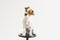 Cute small young dog sitting on a black stool over white background and looking at the camera. pets indoors