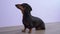 Cute smart dachshund dog sits down on command and obediently waits, then gets up and leaves, side view. Pet learns new