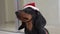 Cute smart dachshund puppy in Christmas outfit with Santa hat close up looks up and runs away