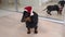 Cute smart dachshund puppy in Christmas outfit with Santa hat obediently performs commands Place, Stay or Wait. Dog is