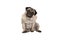 Cute smart pug puppy dog with cheecky face, sitting down