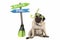 Cute smart pug puppy dog sitting down wearing goggles and snorkel, next to signpost with text pool and beach