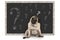 Cute smart pug puppy dog sitting in front of blackboard with chalk question marks