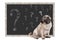 Cute smart pug puppy dog sitting in front of blackboard with chalk question marks, isolated on white background