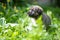 Cute smile puppy with spring foliage bokeh and sunset light abstract