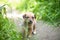 Cute smile puppy with spring foliage bokeh and sunset light abstract