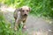 Cute smile puppy with spring foliage bokeh and sunset light abstract