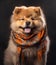 cute smiling Chow Chow dog with scarf in a grey background, portrait created by generative AI technology