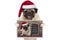 Cute smiling Christmas pug dog with santa hat, holding up greeting card with selfportrait