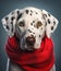 cute smiling Dalmatian dog with scarf in a grey background, portrait created by generative AI technology