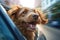 Cute smiling dog is ready to travel, looks out of the open car window. Dog sticking his head out of the car window. Generative AI