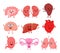 Cute smiling happy human healthy strong organs set