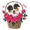 Cute smiling herding dog sitting in basket of roses vector cartoon illustration isolated on white. Pet lovers, friendship, love,