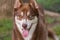 Cute smiling husky dog portrait - one blue eye and one brown eye