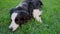 Cute smiling puppy dog border collie lying down on grass outdoor. Little pet dog with funny face in sunny summer day