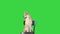 Cute smiling puppy Shiba Inu dog sitting on a chair on a Green Screen, Chroma Key.