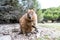 Cute smiling quokka on Rottnest Island, Western Australia