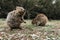 Cute smiling quokka on Rottnest Island, Western Australia