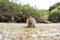 Cute smiling quokka on Rottnest Island, Western Australia