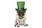 Cute smiling st patricks day pug puppy dog sitting down with green top hat and pipe