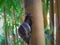 cute snail, against a beautiful bamboo tree background