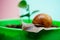 Cute snail near green plant. Natural remedies. Adorable snail close up. Little slime with shell or snail in plant pot