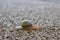 Cute snail with shell on trail macro. Nature close up. Small mollusk on sand. Wildlife background.