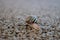 Cute snail with shell on trail macro. Nature close up. Small mollusk on sand. Wildlife background.