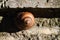 Cute snail stick on rock stone wall on a sunny day during summer or autumn time
