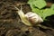 Cute snails on dry wood