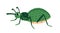 Cute snout beetle. Funny bug character, true weevils. Happy smiling adorable insect with long nose, proboscis. Childish