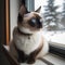 Cute Snowshoe Cat on Windowsill