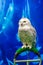 Cute Snowy owl standing on the blue background