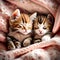 Cute soft kittens sleeping - ai generated image