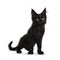 Cute solid black Maine Coon cat kitten on white background