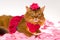 Cute Somali cat wearing pink dress and rose hat