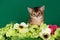 Cute somali kitten on the green background