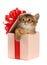 Cute somali kitten in a present box