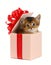 Cute somali kitten in a present box