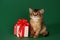 Cute somali kitten sitting near a present box