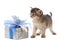 Cute somali kitten sitting near a present box