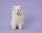 Cute somoyed puppy sitting on a purple background