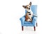 Cute Sophisticated Chihuahua sitting in small comfy chair isolated on white