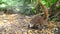 Cute South American coati animal searching food