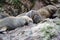 Cute south american sea lions taking a nap